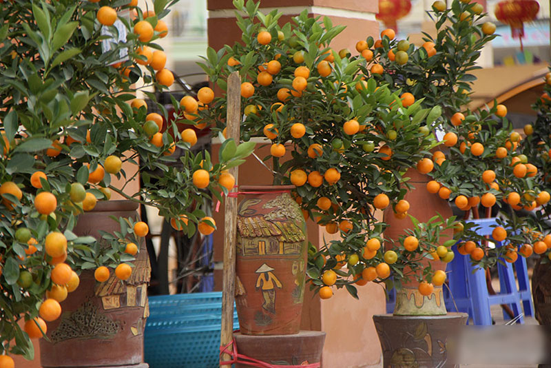 Cây quất độc nhất được ngã giá trăm triệu chưa bán